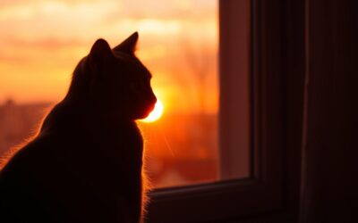 Kočka a západ slunce – proč sedává u okna?