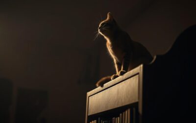 Kočičí blog 23 Syčí směrem ke stropu – co vnímá?