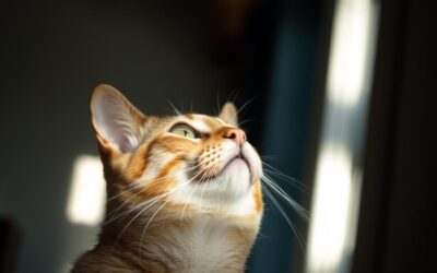 Kočičí blog 20 Proč dlouho zírá do stropu?