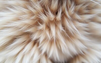 Kočičí blog 17 Krmivo proti vypadávání srsti u koček – co skutečně funguje?