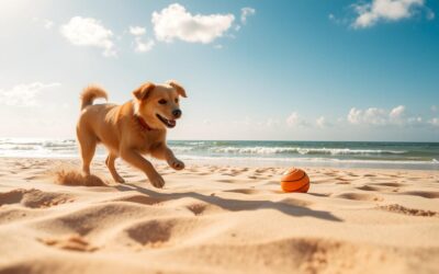 Psi a plážový písek – jak zabránit zánětům?