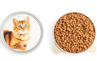 Kočičí blog 22 Mokré nebo suché krmivo pro alergické kočky – co je lepší?