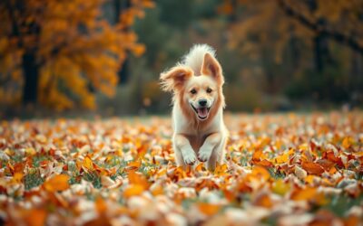 Jak podzimní počasí ovlivňuje chování psa?