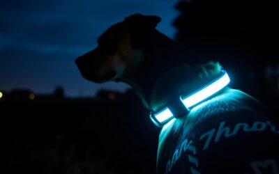 Online magazín CricksyDog 19 Svítící obojek pro psa – Všechno, co o tom musíš vědět!