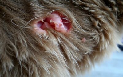 Kočičí blog 16 Vypadávání srsti u kočky – Všechno, co o tom potřebuješ vědět!