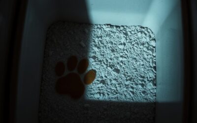 Kočičí blog 19 Stolice nepříjemně zapáchala – dnes je sotva cítit