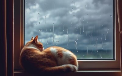 Kočka a změny teplot – tipy, jak se přizpůsobit