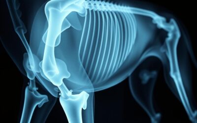 RTG kloubů psa – Všechno, co o tom musíš vědět!