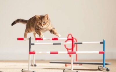Kočičí blog 24 Učení kočky překážkové dráze – Všechno, co o tom musíš vědět!