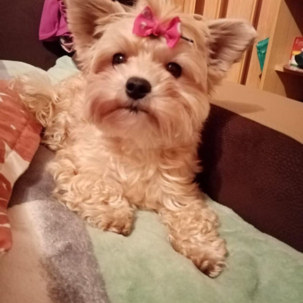 Cane Corso 119 Image #1 from Blažena Matějčková