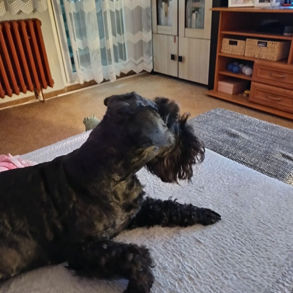 Obrázek #1 od Alena Pešková