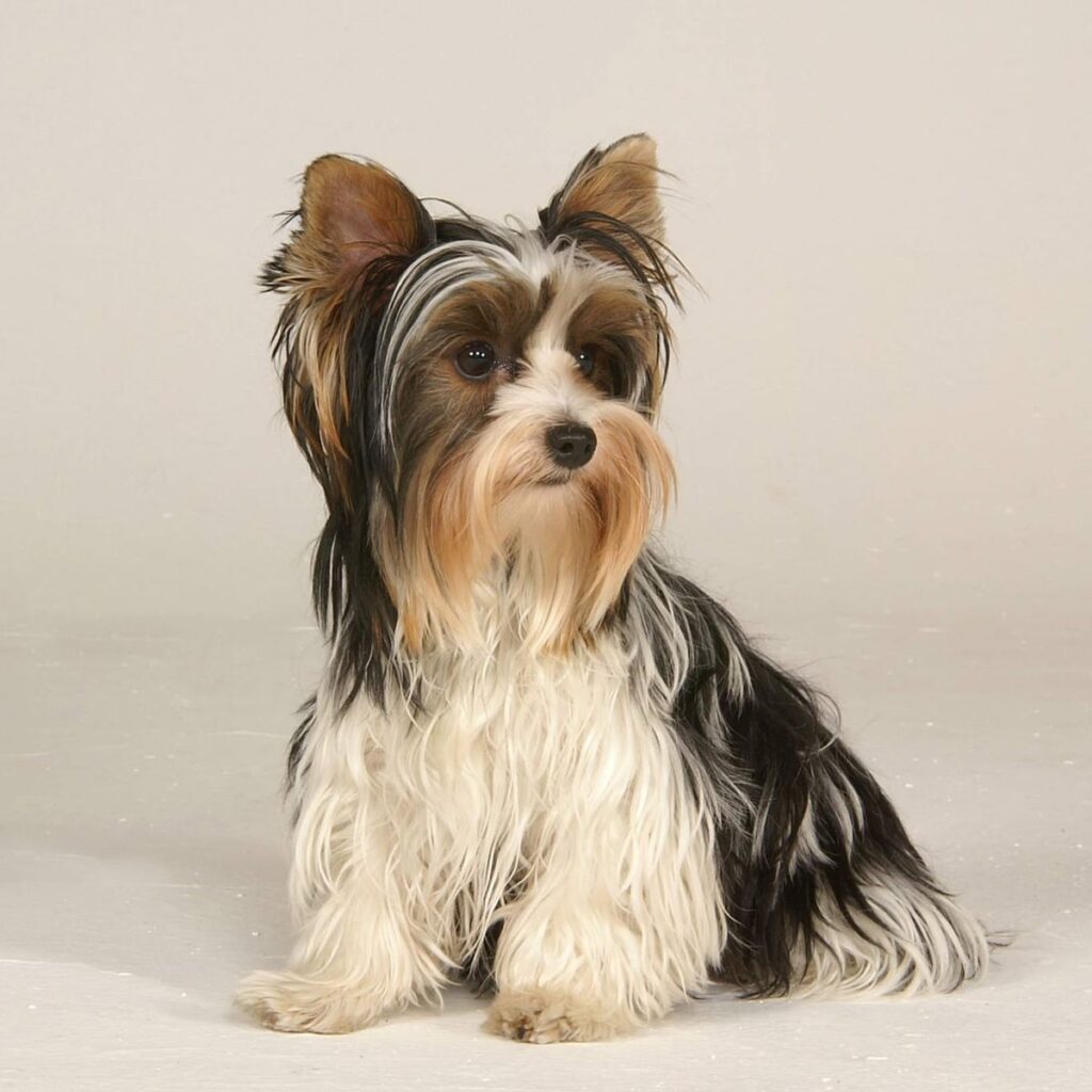 Rotvajler 111 Obrázek #1 od Daniel Richter