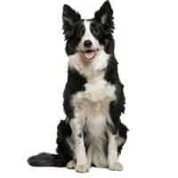 cz 2023 07 border collie0