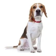 cz 2024 09 beagle