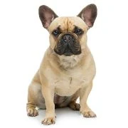 cz 2024 09 francia bulldog