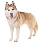 cz 2024 09 husky