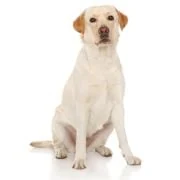 cz 2024 09 labrador