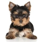 cz 2024 09 puppy Yorkshire Terrier
