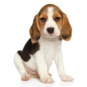 cz 2024 09 puppy beagle