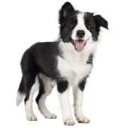 cz 2024 09 puppy border collie