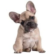 cz 2024 09 puppy francia bulldog