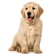 cz 2024 09 puppy golden retriever