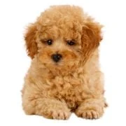 cz 2024 09 puppy uszkar
