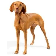 cz 2024 09 vizsla