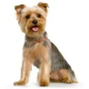 cz 2024 09 yorkshiere terrier