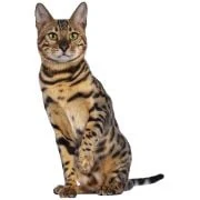 cz 2024 11 bengal cat