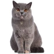 cz 2024 11 british shorthair
