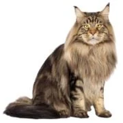 cz 2024 11 maine coon
