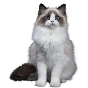 cz 2024 11 ragdoll