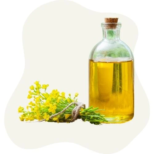 cz 2025 09 canola