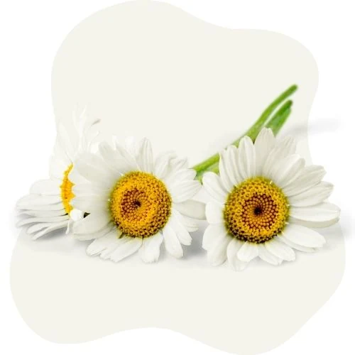 cz 2025 09 chamomile