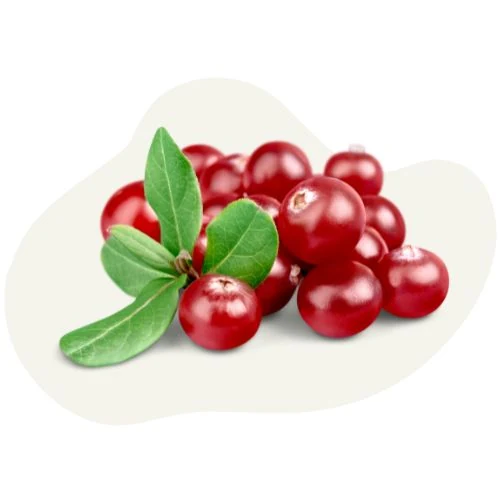 cz 2025 09 red cranberry