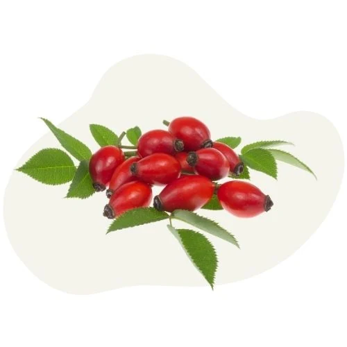 cz 2025 09 rosehip