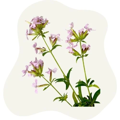 cz 2025 09 soapwort